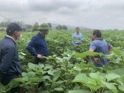 Phát triển cây gai xanh lấy sợi - hướng chuyển đổi cây trồng mới tại Nghệ An