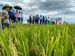 Nghệ An: Giống lúa lai Phú ưu 978 khẳng định năng suất vượt trội trên đồng đất sâu trũng xã Nam Anh - huyện Nam Đàn