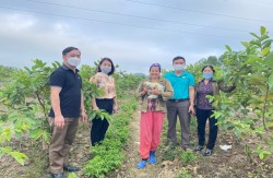 Thành công bước đầu của tổ hợp tác trồng cây ăn quả