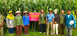Trung Tâm DVNN huyện Đô Lương  tổ chức đánh giá mô hình thử nghiệm Ứng dụng tiến bộ KHCN sử dụng chế phẩm VAL-A phòng trừ bệnh vằn trên cây ngô