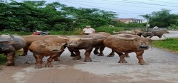Phát triển kinh tế từ nuôi trâu sinh sản