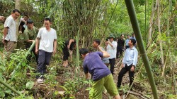 Nhân rộng mô hình sinh kế các loài cây đặc sản, dược liệu gắn với bảo vệ rừng tự nhiên tại huyện Quế Phong