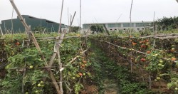 Quỳnh Văn – Quỳnh Lưu: nâng cao thu nhập từ trồng cà chua
