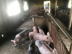 Mô hình chăn nuôi tổng hợp - hướng đi bền vững