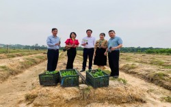 Trung tâm Khuyến nông tổ chức giao giống thực hiện mô hình “Trồng thâm canh chuối Tiêu Hồng theo hướng hữu cơ”