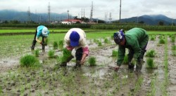 Ba cái tránh khi gieo cấy lúa Xuân