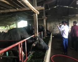 Mô hình nuôi bò thịt đem lại hiệu quả kinh tế cao