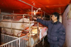 Chủ động phòng chống đói, rét cho vật nuôi