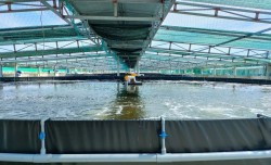 Lãnh đạo Sở Nông nghiệp và PTNT đi kiểm tra, chỉ đạo công tác sản xuất giống năm 2023