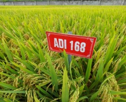 Giải pháp đẩy mạnh đưa nhanh các giống lúa có năng suất, chất lượng vào sản xuất để tăng giá trị sản xuất lúa hiện nay