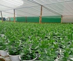    Tp Vinh:Nâng cao thu nhập từ mô hình trồng hoa Cát tường trong chậu