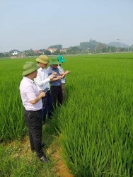 Một số lưu ý trong chăm sóc lúa Đông Xuân giai đoạn làm đòng đến thu hoạch
