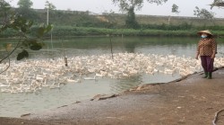 Phát triển kinh tế từ mô hình nuôi vịt đẻ siêu trứng