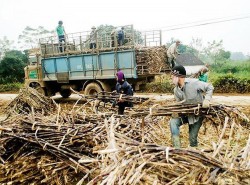 Nông dân Nghệ An vui mía được mùa, được giá