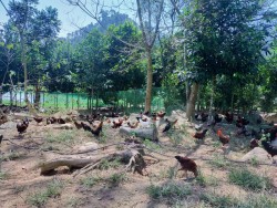 Huyện Quế Phong: Mô hình Nuôi gà bản địa cho hiệu quả cao