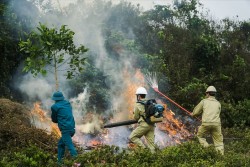 Nguy cơ cao cháy rừng và giải pháp hạn chế