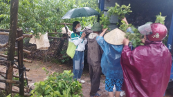 Trung tâm Khuyến nông Nghệ An tổ chức giao cây giống cho mô hình “Trồng thâm canh ổi Lê Đài Loan theo tiêu chuẩn VietGAP”