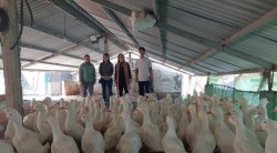 Yên Thành: Hiệu quả từ mô hình nuôi vịt super đại xuyên