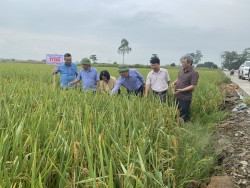 Năng suất lúa xuân Nghệ An ước đạt 69,15 tạ/ha, cao nhất từ trước tới nay