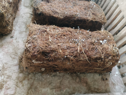 Một số lưu ý trong quá trình trồng nấm rơm trong nhà