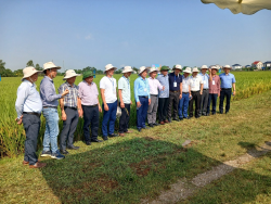Hội nghị ra mắt hạt giống lúa lai 3 dòng Syn 8 tại huyện Diễn Châu, Nghệ An