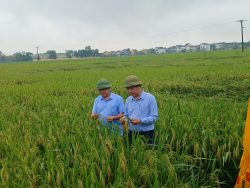 Hội thảo đánh giá kết quả mô hình trình diễn giống lúa Hạt vàng 36 tại huyện Yên Thành