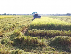 Xã Diễn Thái- huyện Diễn Châu: Thực hiện thành công mô hình liên kết bao tiêu sản phẩm Giống lúa VT868 tại vụ Xuân năm 2024