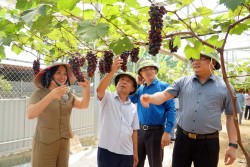 Lãnh đạo tỉnh Nghệ An chỉ đạo khắc phục lúa hè thu thiệt hại do mưa lớn