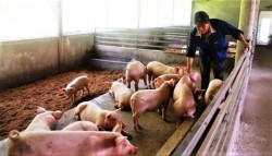 Một số yêu cầu trong chăn nuôi lợn hữu cơ