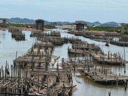 Nghệ An: Phát triển nghề nuôi hầu treo dây vùng cửa sông