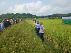 Hiệu quả xây dựng mô hình “Quản lý sức khỏe cây trồng tổng hợp (IPHM) trên cây lúa” tại huyện Yên Thành