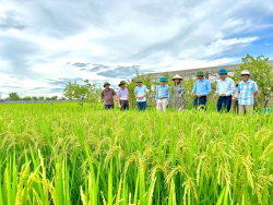 Kiểm tra, đánh giá, nghiệm thu một số mô hình thuộc chương trình khảo nghiệm giống cây trồng vụ hè thu năm 2024