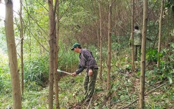 Nghệ An: Tăng cường các giải pháp thúc đẩy phát triển rừng nguyên liệu gắn với cấp chứng chỉ rừng bền vững