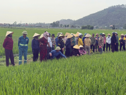 Trung tâm Khuyến nông Nghệ An tổ chức tập huấn cho nông dân trồng lúa