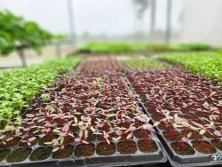 Hiệu quả từ trồng rau an toàn trong nhà màng