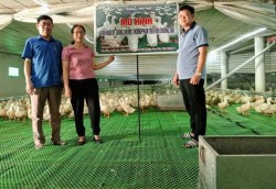Nghiệm thu mô hình: “Chăn nuôi vịt (giống Cherry) thương phẩm trên nền chuồng sàn”