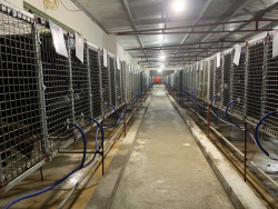 Nuôi chồn hương: Hướng phát triển mới trong chăn nuôi