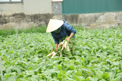 Hoàng Mai xây dựng mô hình sản xuất nông nghiệp công nghệ cao gắn với liên kết chuỗi giá trị
