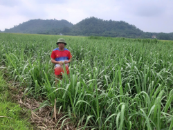 Phát triển kinh tế bằng mô hình tổng hợp