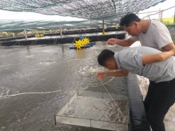 Những lưu ý khi sử dụng chế phẩm sinh học thay thế thuốc, hoá chất trong nuôi trồng thuỷ sản