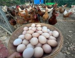 Phát triển kinh tế từ chăn nuôi gà thả vườn hướng trứng