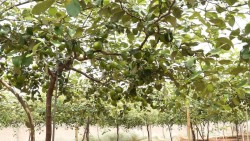 Những giống táo năng suất 50 - 60 tấn/ha, độ ngọt trên 11%