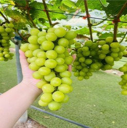 Thu nhập cao từ kết hợp nông nghiệp với du lịch sinh thái