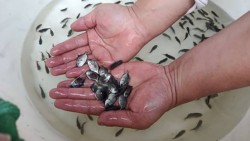 Hiệu quả mô hình sản xuất giống cá chim vây vàng (Trachinotus falcatus) quy mô công nghiệp, sạch bệnh phục vụ phát triển bền vững nghề nuôi biển