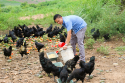 Mô hình nuôi gà H’mông thương phẩm an toàn sinh học hướng đi mới tại xã Quỳnh Thắng