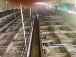 Hiệu quả từ mô hình nuôi nhím