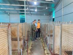 Hiệu quả mô hình nuôi chồn hương sinh sản