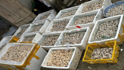 Thanh niên khởi nghiệp thành công với mô hình nuôi Ốc Bươu Đen