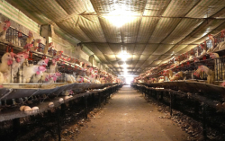 Hiệu quả cao từ mô hình nuôi gà sinh sản