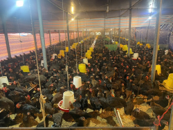 Khuyến nông Nghệ An: Đổi mới tư duy, phát triển nông nghiệp đa giá trị